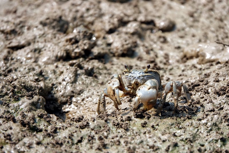 金门潮间带生态逐年退化，许多生物被消失，侧足厚蟹已几近绝迹。
