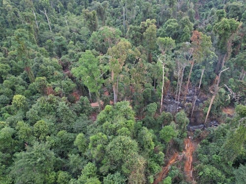 ពលរដ្ឋអះអាងថា បក្សពួករបស់មេឃុំកំពង់ស្រឡៅ២កំពុងកាប់ឈើយកទៅលក់នៅប្រទេសឡាវ