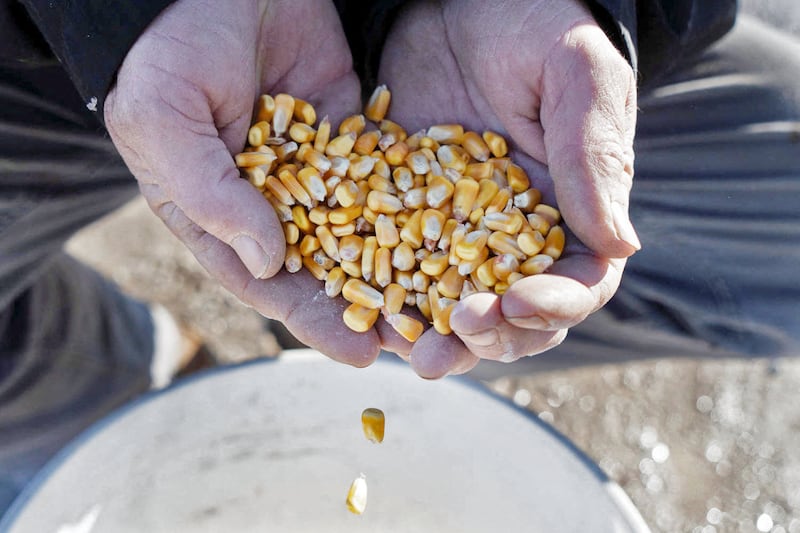 Corn falls out the hands of farmer Dan Henebry at his farm in Buffalo, Illinois, Feb. 18, 2024.