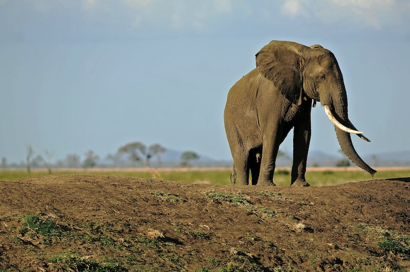 坦桑尼亚的朱利叶斯・尼雷尔大坝选址在塞卢斯野生动物保护区，这里名列联合国教科文组织世界遗产。